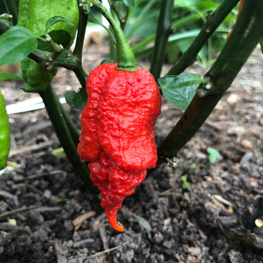 Lava Scorpion - Seeds - The Pepper Pantry (Formerly Marie Sharp's)